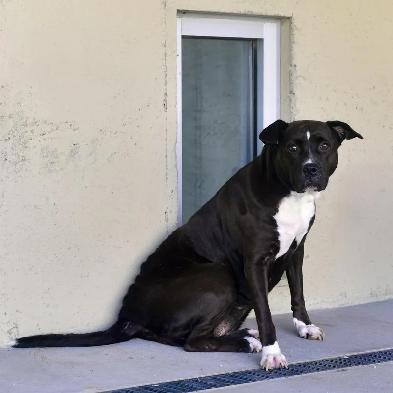 An adult medium-sized female Black Pit Bull Terrier dog named Stormie for adoption in Ottawa, KS