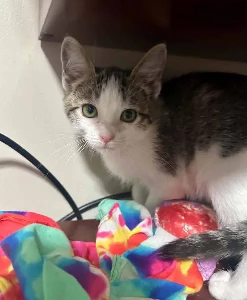 A young medium-sized female Domestic Medium Hair cat named Patches for adoption in Columbia, MO