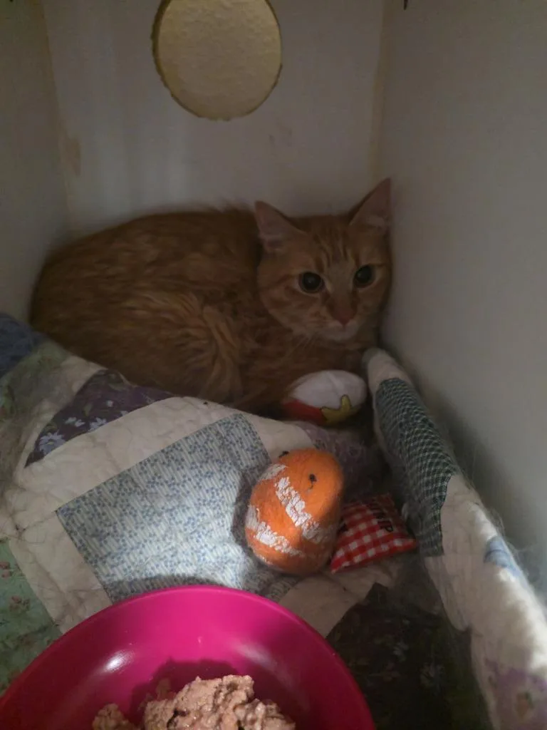 A young small-sized female Domestic Medium Hair cat named Willow for adoption in Thompson Falls, MT