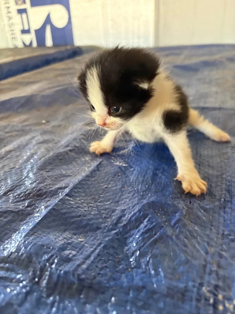 A young medium-sized male Domestic Short Hair cat named Goober K for adoption in Wauchula, FL
