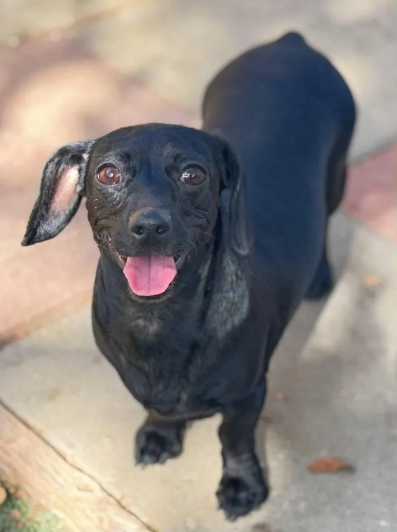 A young small-sized female Dachshund dog named Raven for adoption in La Verne, CA