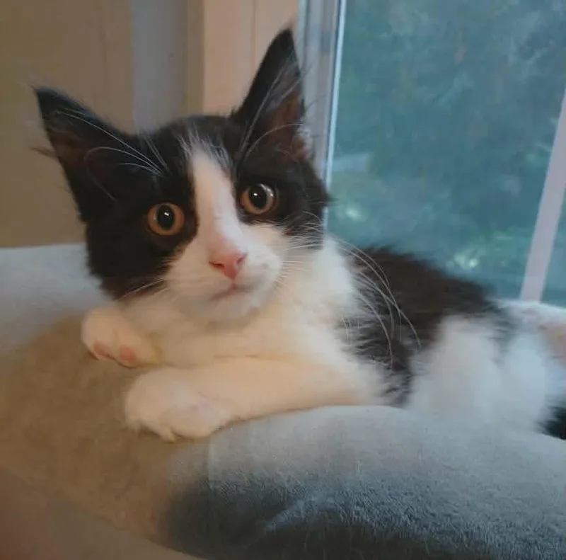 A young medium-sized male Domestic Long Hair cat named Troli for adoption in Baltimore, MD