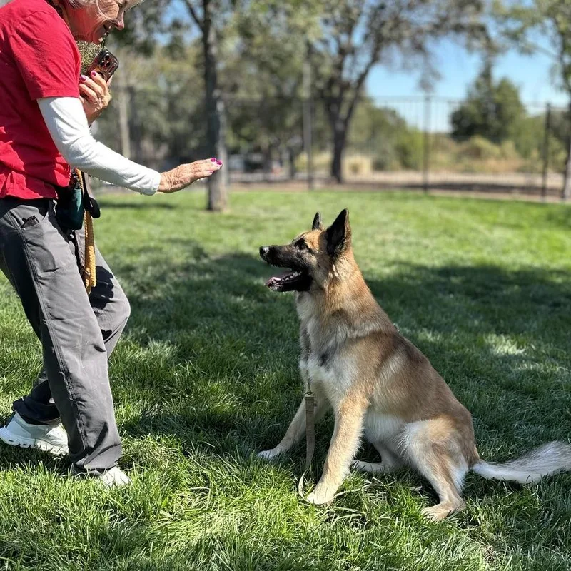 A young medium-sized male German Shepherd Dog dog named Tag for adoption in Dublin, CA