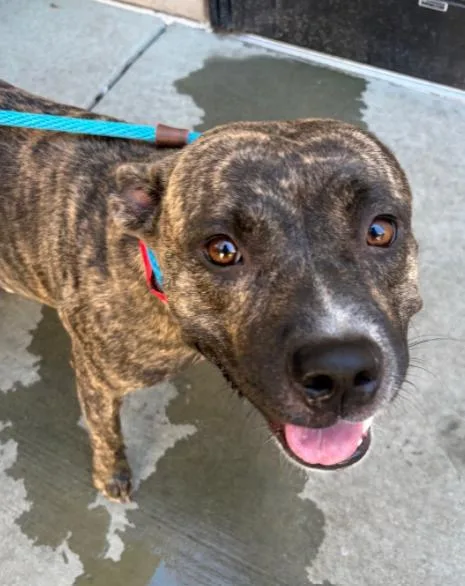 A young medium-sized female Brindle Mountain Cur dog named Nixie for adoption in Palatine, IL