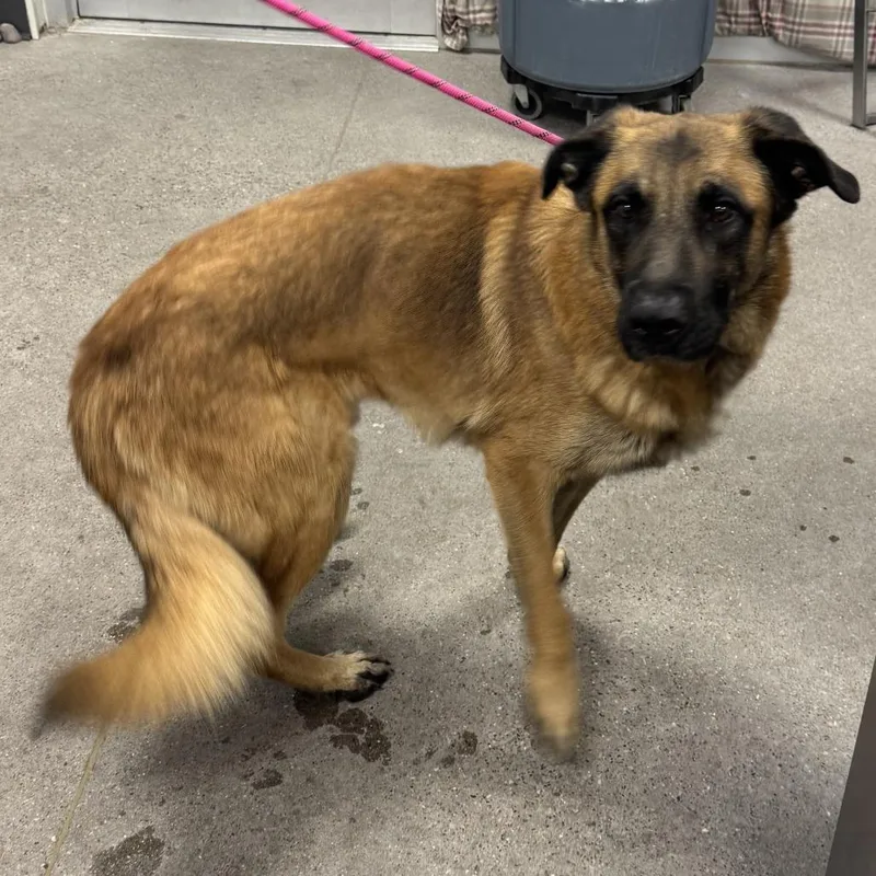 An adult large-sized male Mixed Breed dog named Tommy C for adoption in Las Cruces, NM