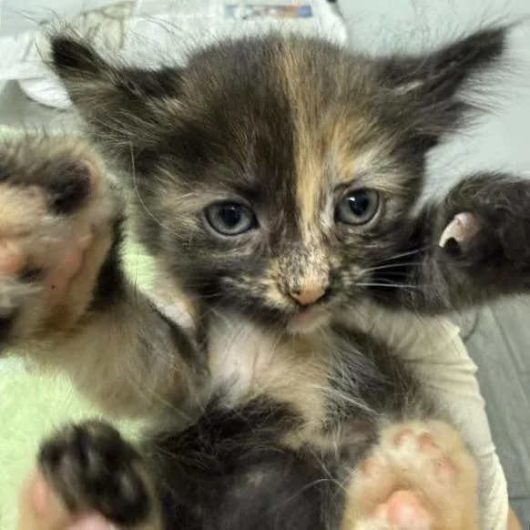 A baby small-sized female Brown / Chocolate Domestic Medium Hair cat named Turtle for adoption in Jacksonville, FL