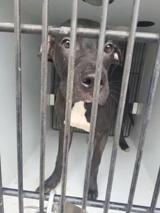 A young medium-sized male Pit Bull Terrier dog named Pat for adoption in Atlanta, GA