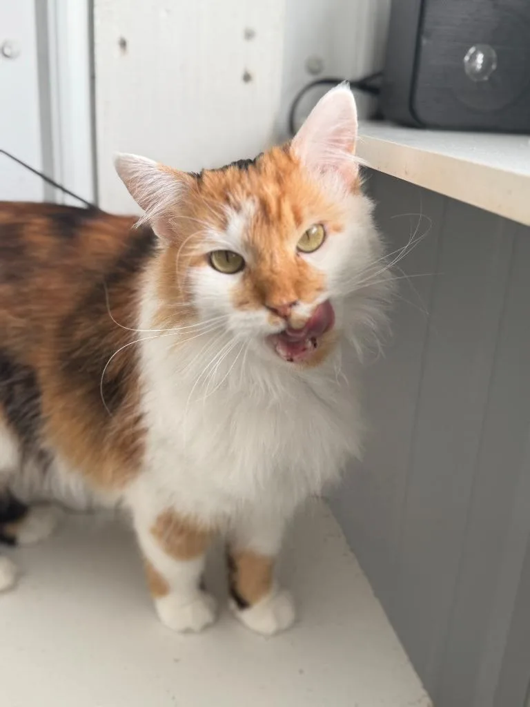 Nala