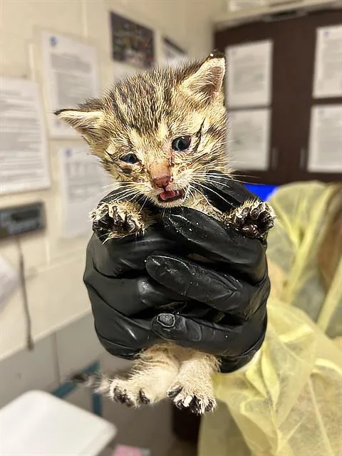 A baby medium-sized female Tabby (Gray / Blue / Silver) Domestic Short Hair cat named Jane for adoption in Nashville, TN