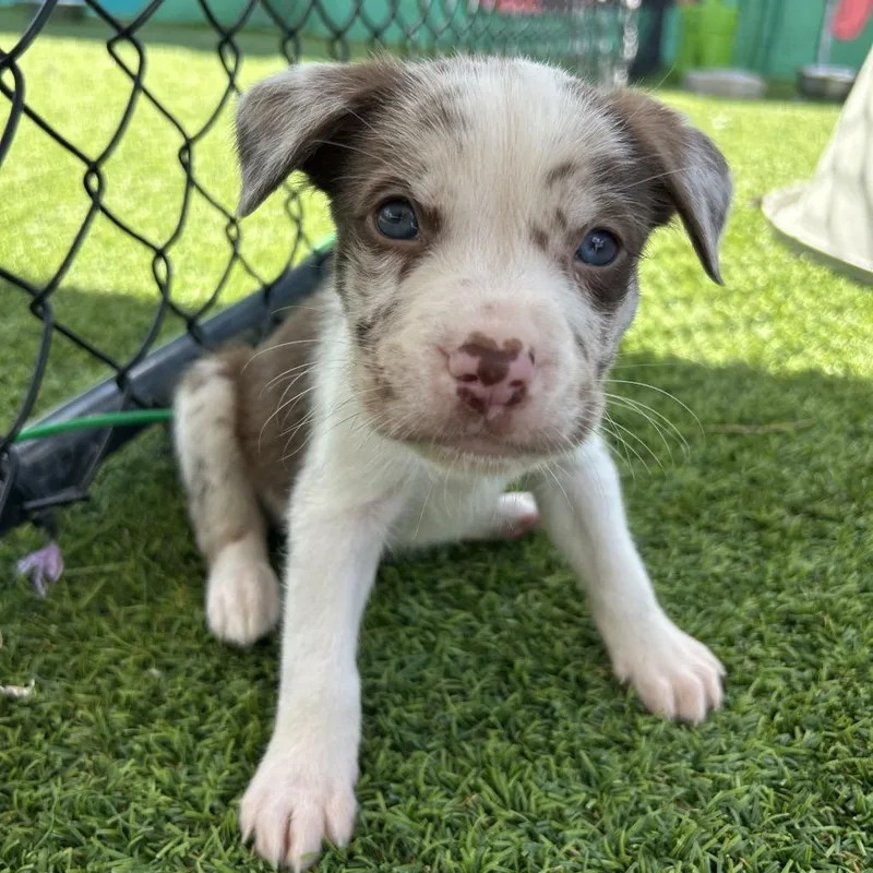 A baby small-sized male White / Cream Terrier dog named Cadbury for adoption in Jupiter, FL