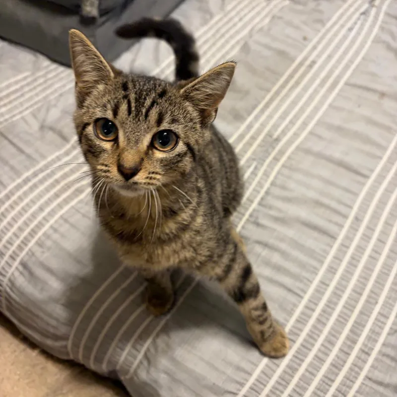 A baby small-sized female Brown / Chocolate Domestic Short Hair cat named Genevieve for adoption in Georgetown, KY