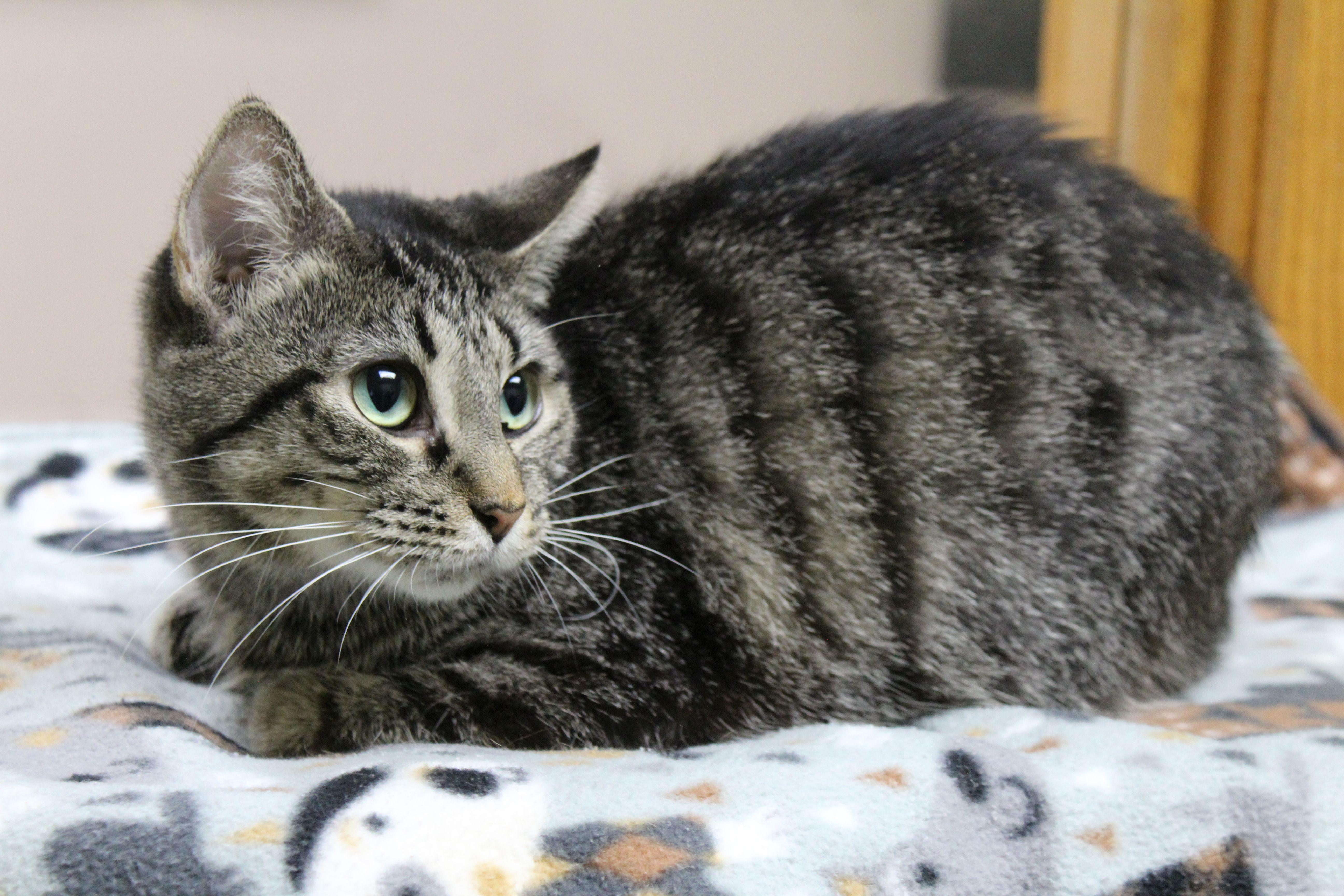 A young medium-sized female Domestic Short Hair cat named Origami for adoption in Portage, WI
