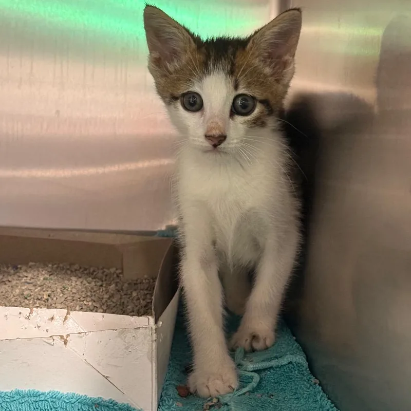 A baby small-sized male Domestic Short Hair cat named Mike for adoption in Tampa, FL