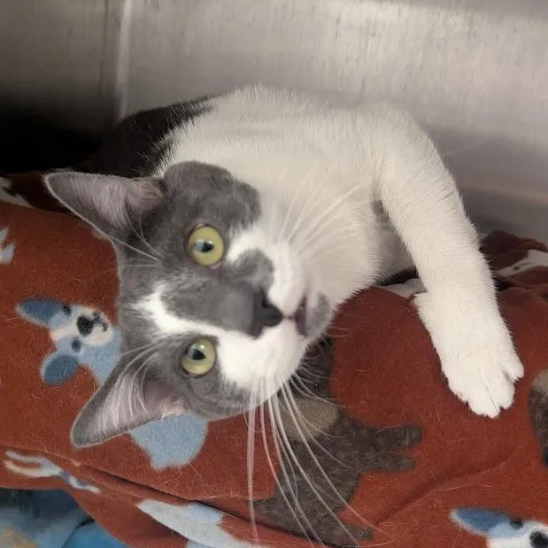 An adult large-sized male White Domestic Short Hair cat named Peanut for adoption in Springfield, IL