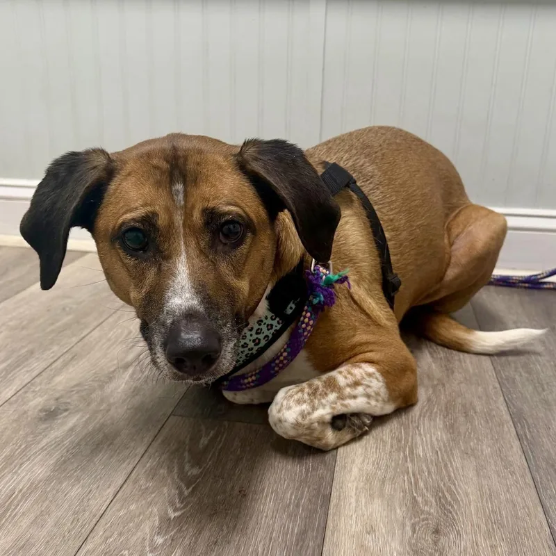 An adult medium-sized female Tricolor (Brown, Black, & White) Hound dog named Rosie for adoption in Paramus, NJ