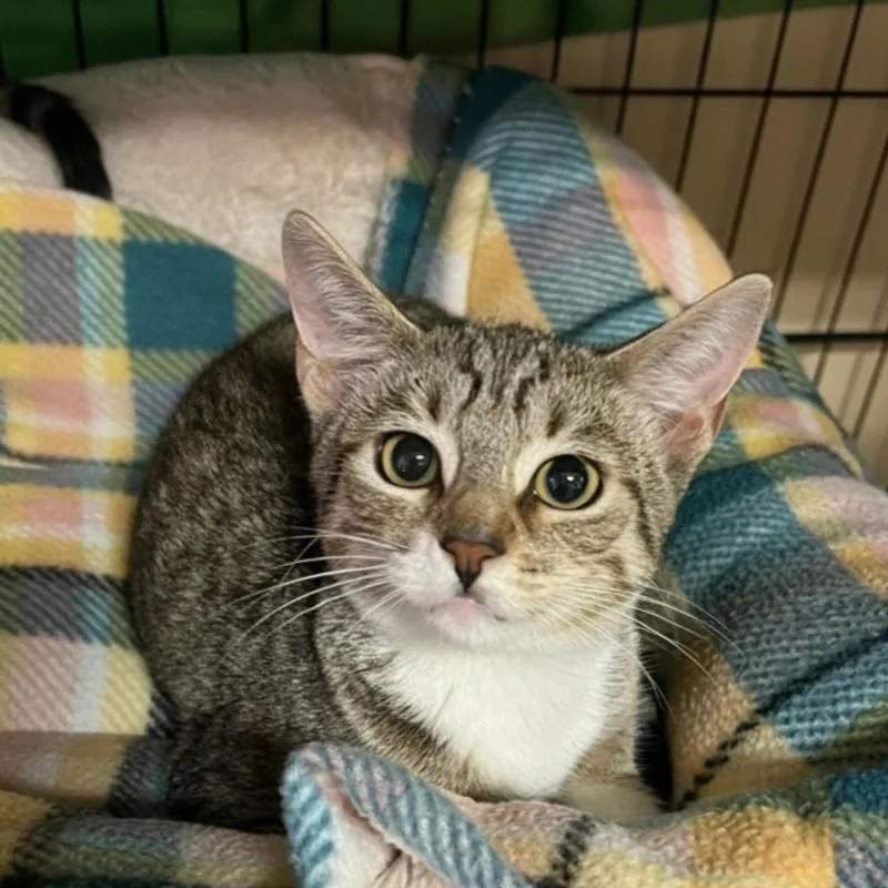 A baby medium-sized male Domestic Short Hair cat named Tony for adoption in Blasdell, NY