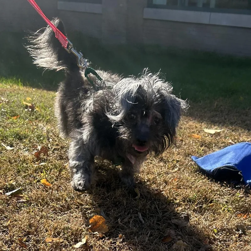 A senior small-sized female Norwich Terrier dog named Griselda for adoption in Springfield, MA