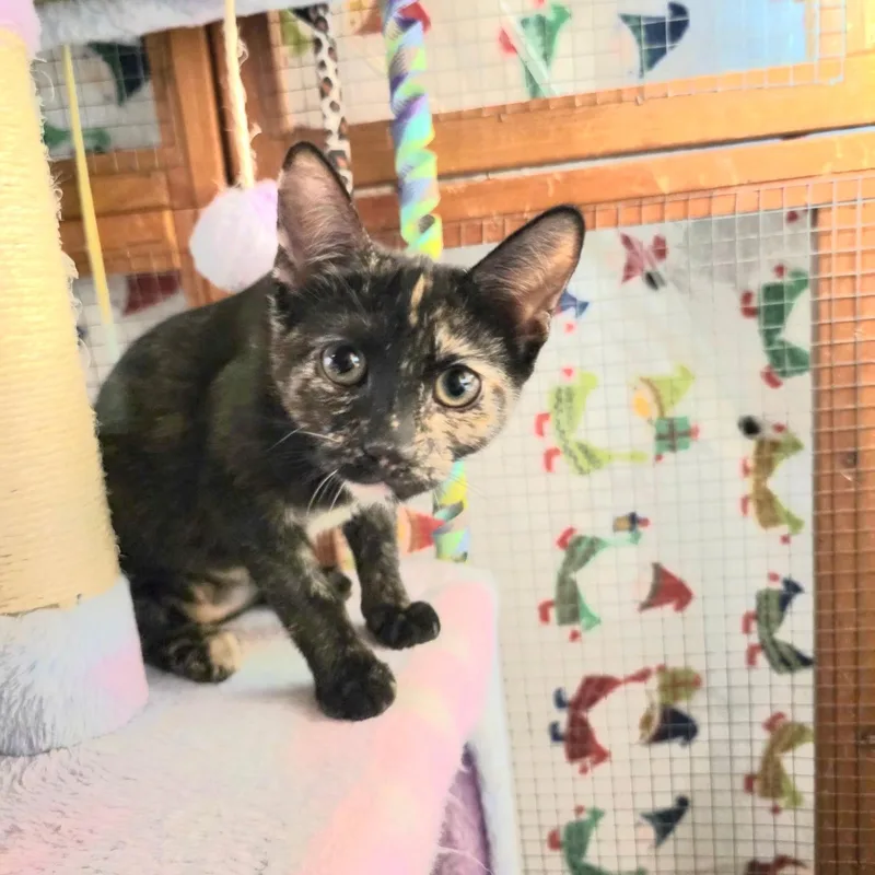 A young medium-sized female Tortoiseshell cat named Ramona A Missing for adoption in Fountain Valley, CA