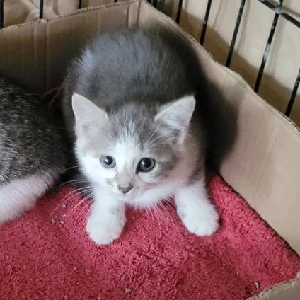 A baby small-sized female Gray / Blue / Silver Domestic Short Hair cat named Shyla for adoption in Oceanside, NY