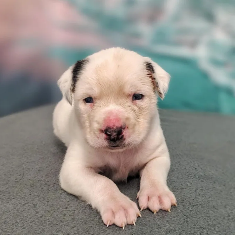 A baby medium-sized male White / Cream Cattle Dog dog named Odin for adoption in Griswold, CT