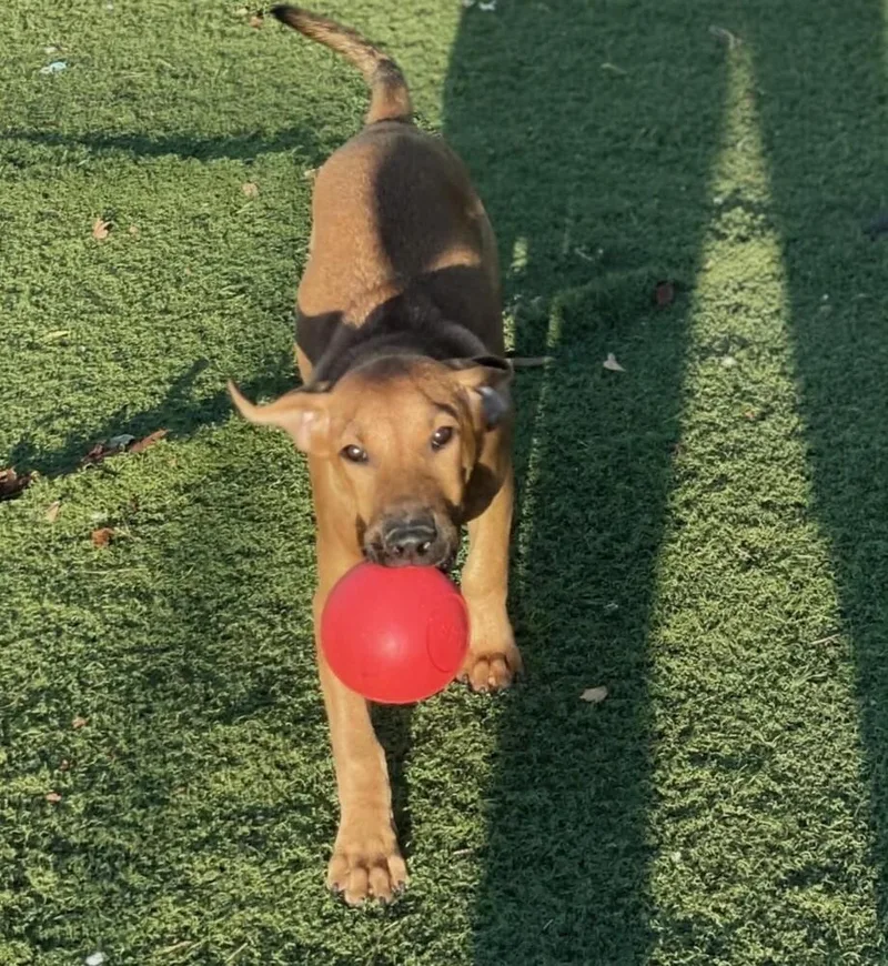 A baby small-sized male Mixed Breed dog named Apex for adoption in Long Island City, NY