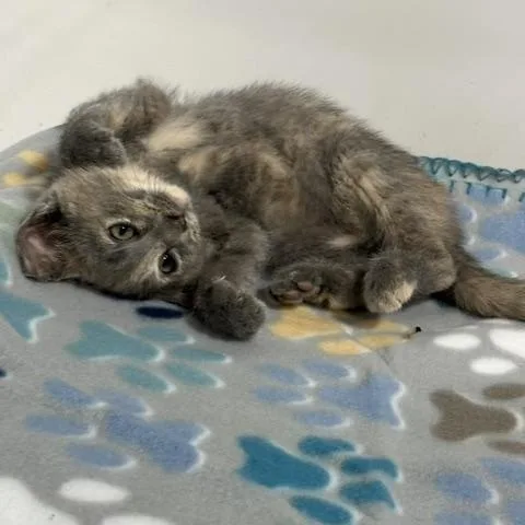 A baby medium-sized female Gray / Blue / Silver Domestic Short Hair cat named Misty for adoption in Lakeville, MN