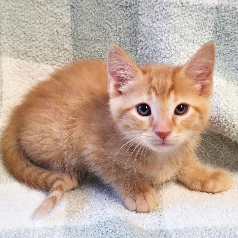 A baby small-sized male Orange / Red Domestic Short Hair cat named Allegro for adoption in Mount Juliet, TN