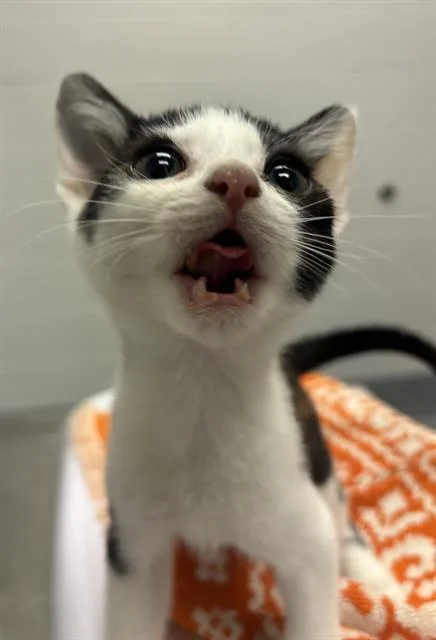 A baby small-sized male Domestic Short Hair cat named Pip for adoption in Indianapolis, IN