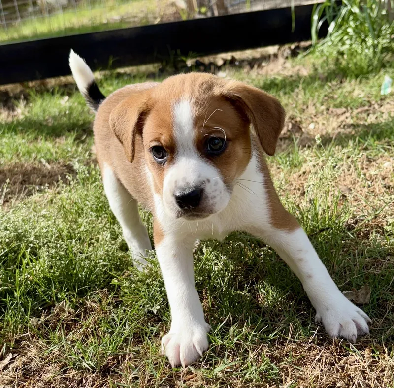 A baby small-sized male Yellow / Tan / Blond / Fawn Australian Shepherd dog named Simba for adoption in Sanford, NC