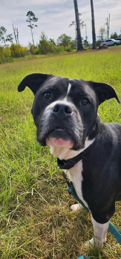 An adult large-sized female American Bulldog dog named Queen Luci for adoption in Marianna, FL