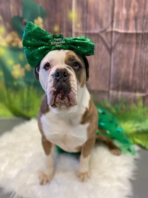 An adult large-sized female Yellow / Tan / Blond / Fawn English Bulldog dog named Julie for adoption in Burgaw, NC