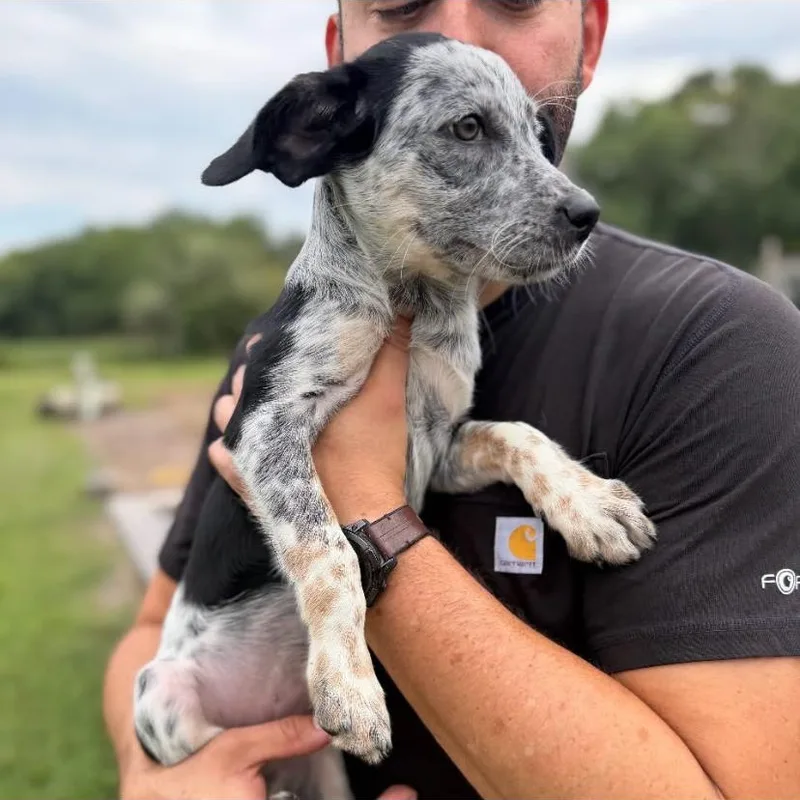A baby medium-sized female Australian Cattle Dog / Blue Heeler dog named Tater for adoption in Philadelphia, PA