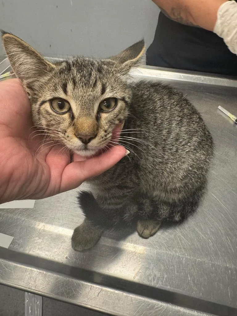 A baby small-sized female Domestic Short Hair cat named Joy for adoption in Bloomington, IN