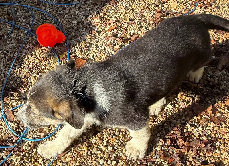 A baby large-sized female Labrador Retriever dog named Oreo for adoption in Sun Prairie, WI