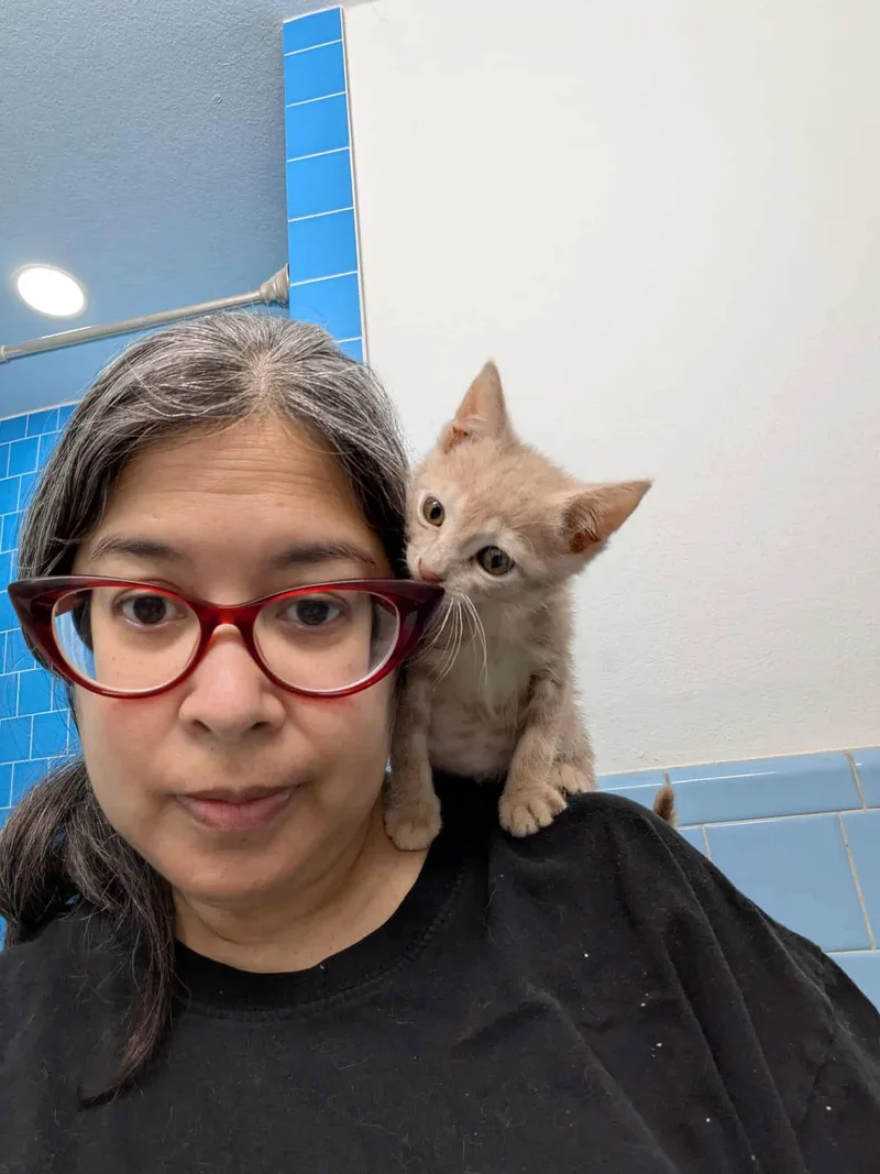 A baby medium-sized female Tabby cat named Davina Decampo for adoption in MONTGOMERY, TX