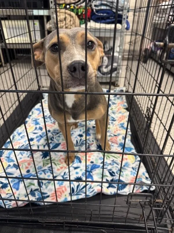 A young medium-sized female Gray / Blue / Silver Pit Bull Terrier dog named Piper for adoption in Georgetown, OH
