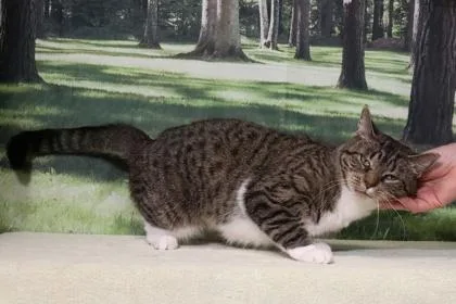 An adult medium-sized female Domestic Short Hair cat named Sza for adoption in West Chester, PA