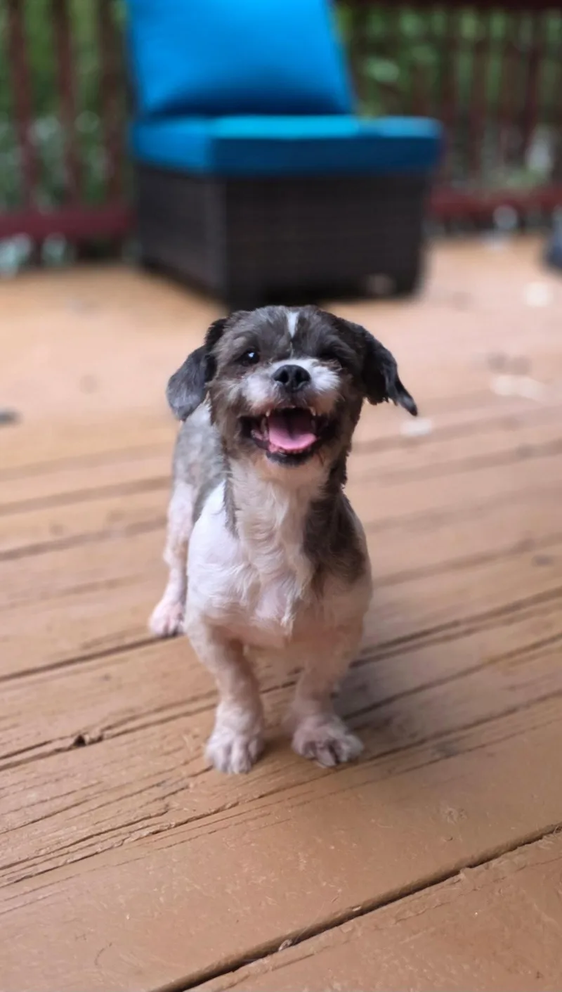 Shirley thumbnail 3