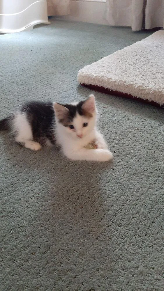 A baby small-sized female Domestic Short Hair cat named Juicy Fruit for adoption in Wilmington, NC