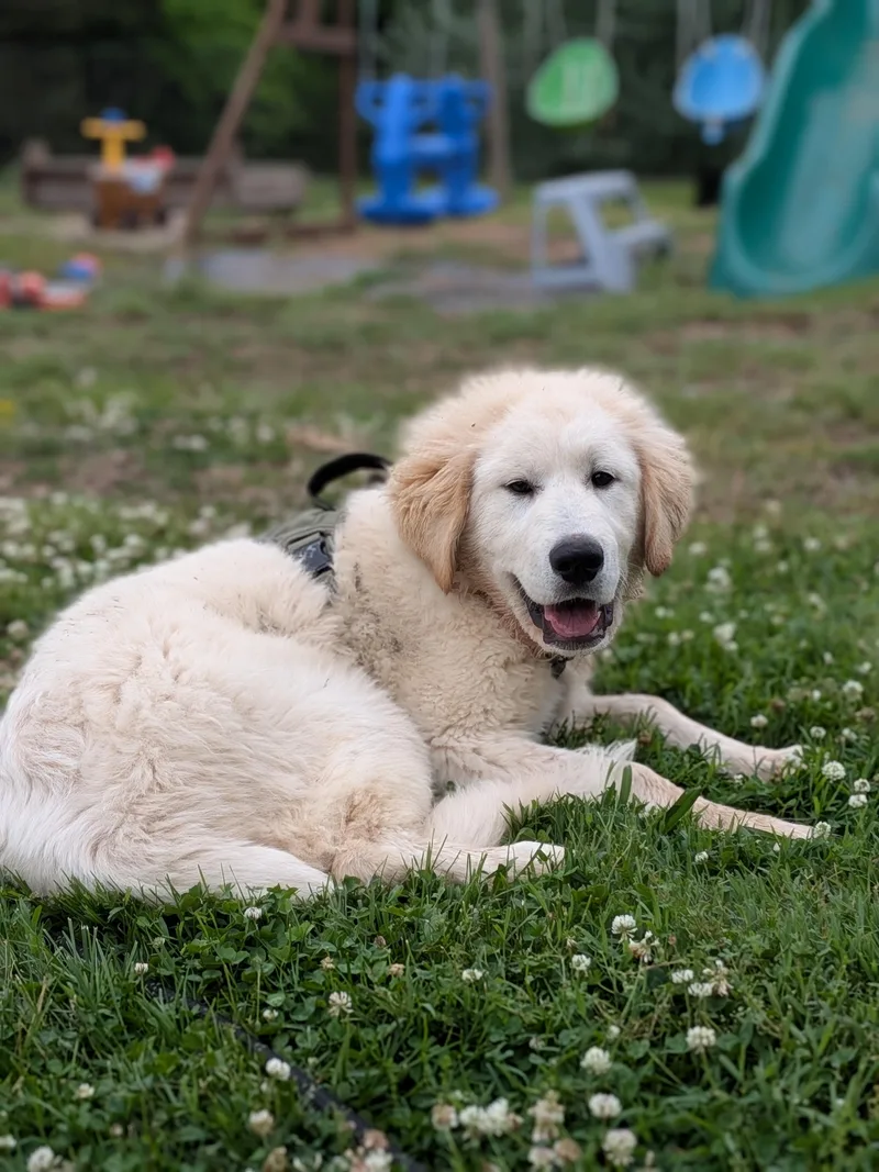 A young extra large-sized male White / Cream Great Pyrenees dog named Finn for adoption in Spring hill, TN