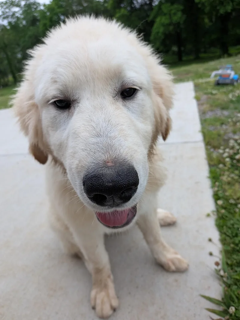Finn thumbnail 2