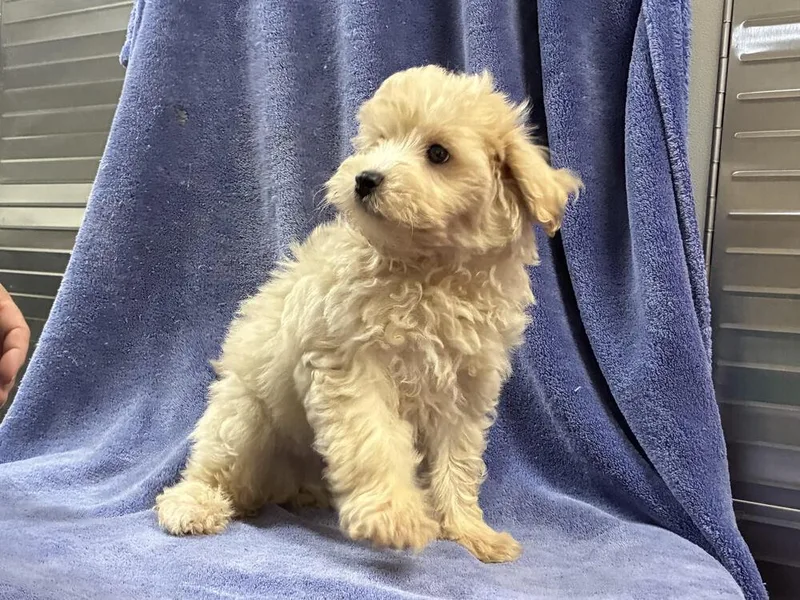 Maltipoo puppy