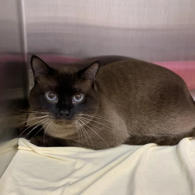 A young large-sized male Gray / Blue / Silver Siamese cat named Smores for adoption in Morganton, NC