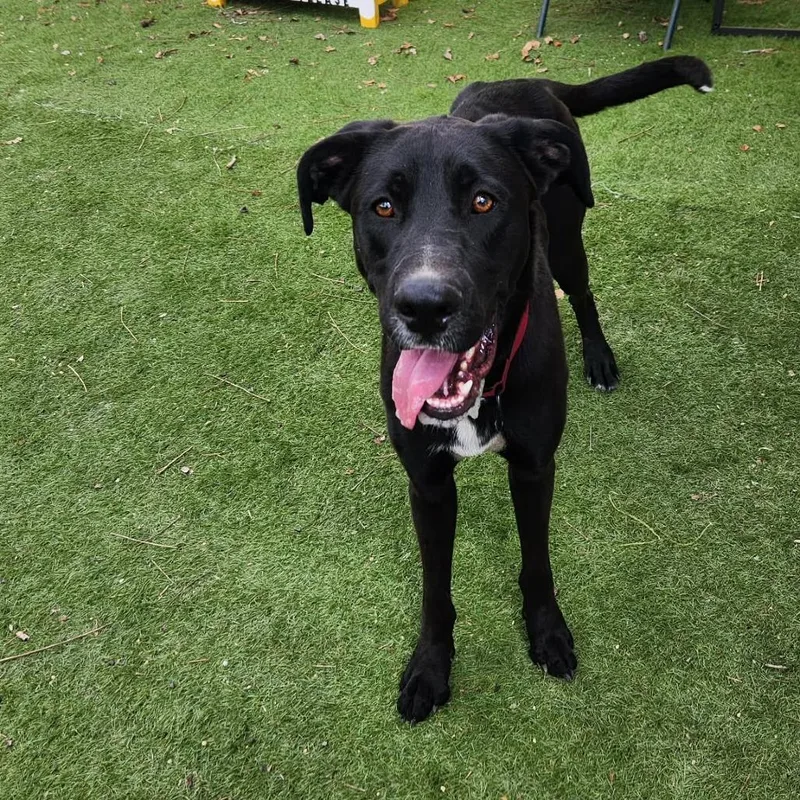 Benny Jc thumbnail 3