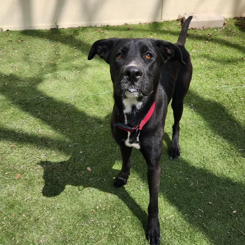 Benny Jc thumbnail 4