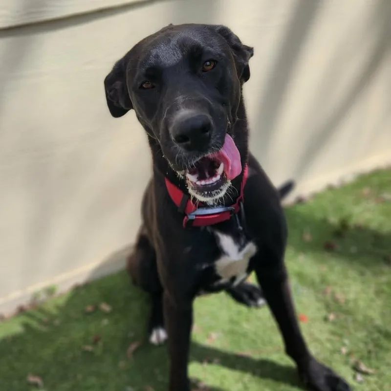 Benny Jc thumbnail 6