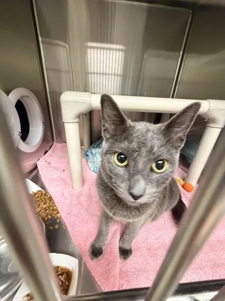 Lady Tuna