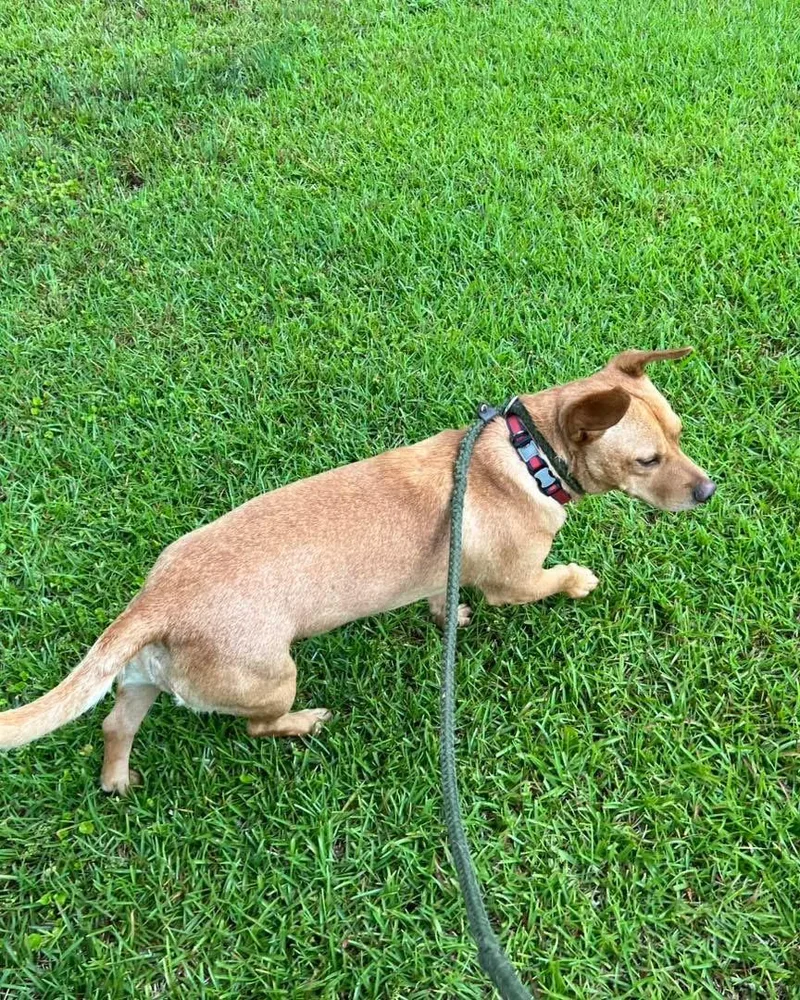 A young small-sized male Mixed Breed dog named Ruggy for adoption in Randleman, NC