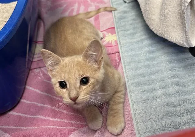 A baby small-sized female Domestic Short Hair cat named Krispy for adoption in Palo Alto, CA