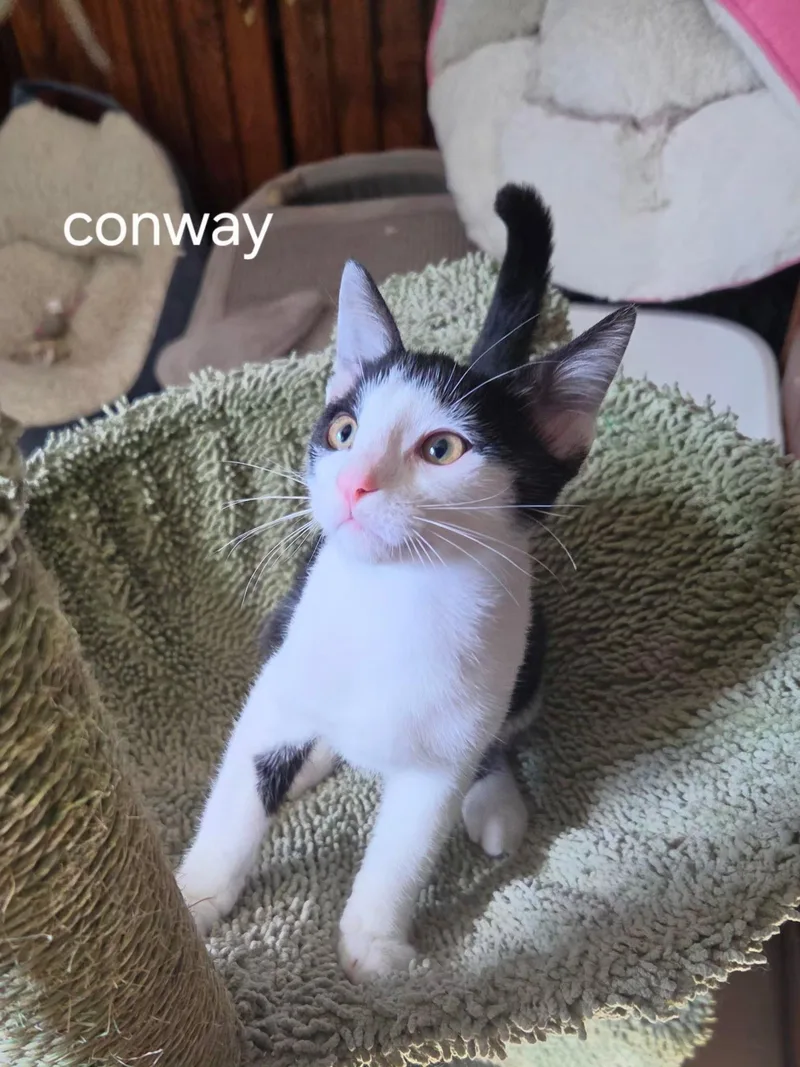 A baby medium-sized male Black & White / Tuxedo Domestic Short Hair cat named Conway for adoption in Oviedo, FL